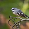 Pavik - Rhipidura albiscapa - Grey Fantail 5250